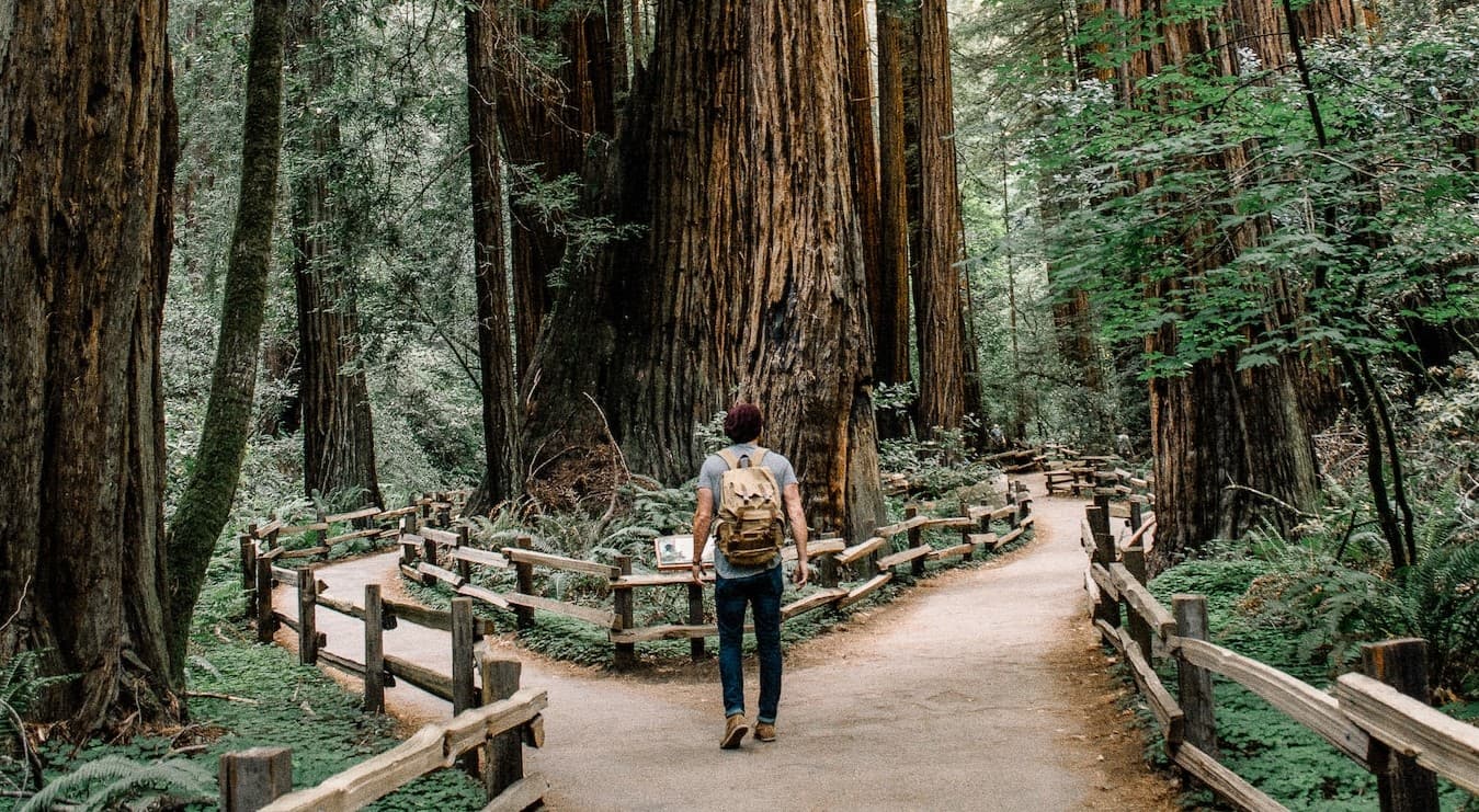 A person strolling along a forest trail, surrounded by lush greenery and tall trees.