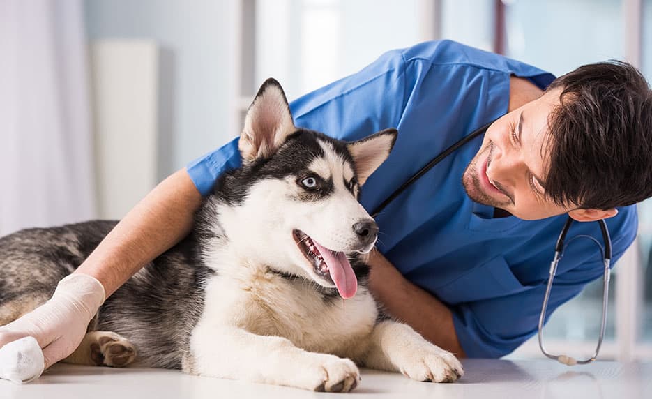 Become a Veterinary Assistant II: Canine Reproduction
