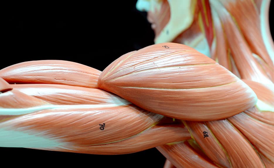 Human Anatomy and Physiology II