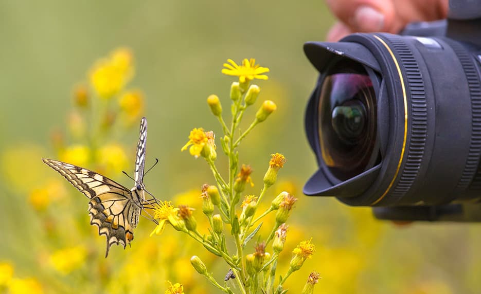 Photographing Nature with Your Digital Camera
