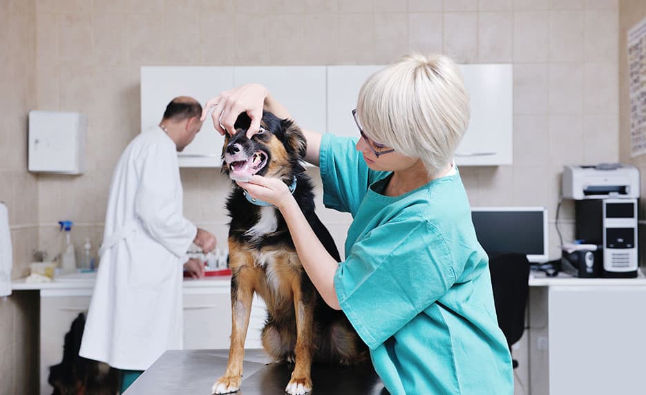 Become a Veterinary Assistant III: Practical Skills