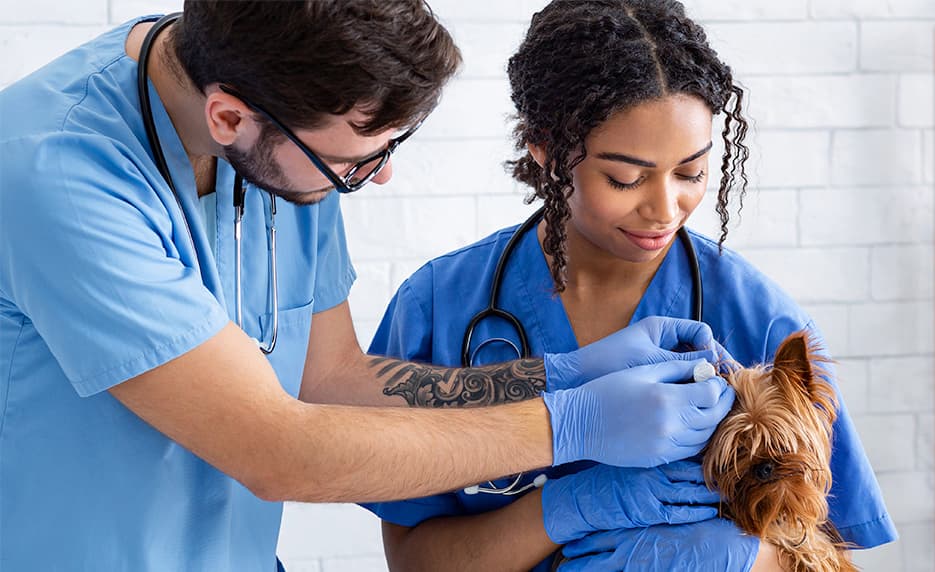 Veterinary Assistant Series