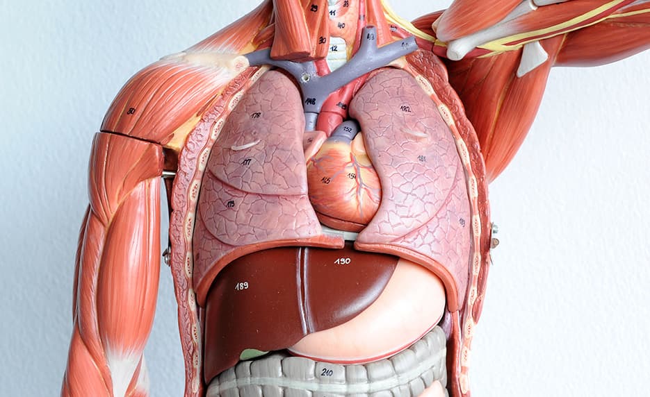 Medical Terminology II: A Focus on Human Disease